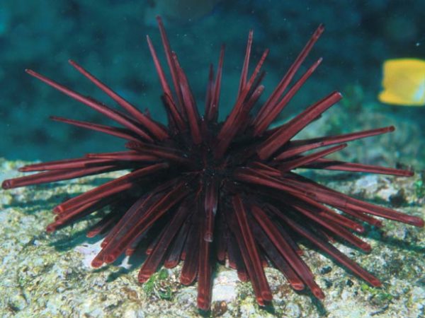 Heterocentrotus trigonarius Guam 615-31