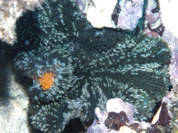 Heterodactyla hemprichii Guam 741-34