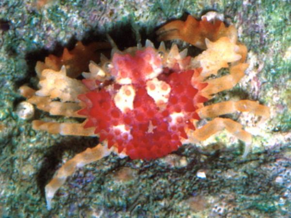 Heteronucia venusta Guam 533-12