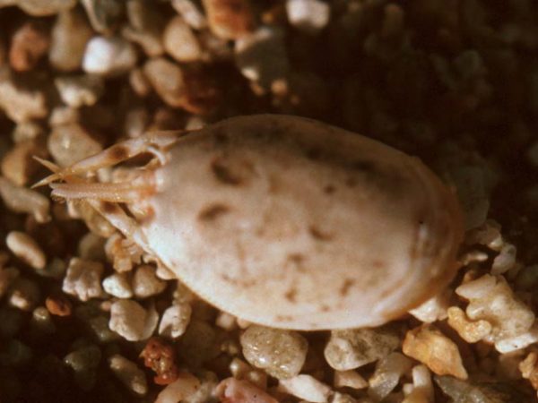 Hippa pacifica Guam 254-15