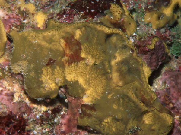 Hippospongia metachromia Guam 615-27_1