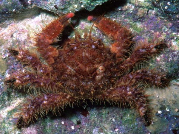 Hirsutodynomene spinosa Guam 532-31