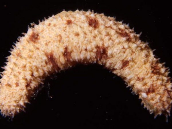 Holothuria arenicola UF162 Guam 399-17