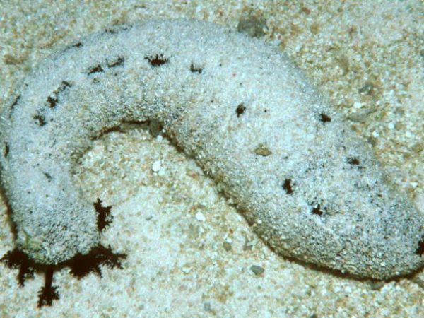 Holothuria atra Guam 578-29