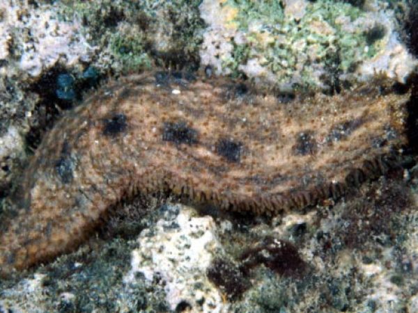 Holothuria cinerascens Guam 780-36