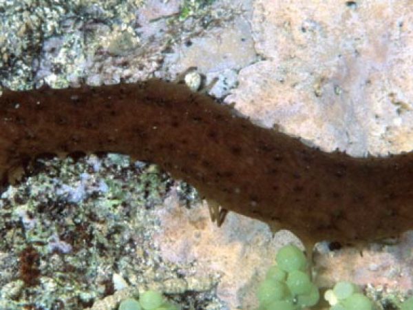 Holothuria difficilis Guam 820-28