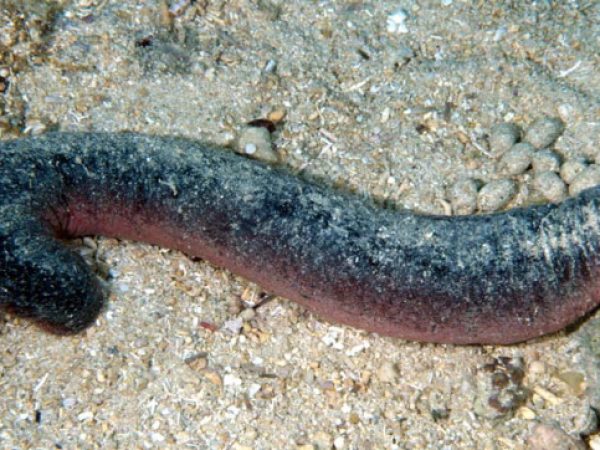 Holothuria edulis Guam 774-36