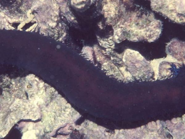 Holothuria excellens Guam 654-23
