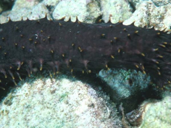 Holothuria flavomaculata Guam 521-30