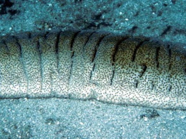 Holothuria fuscopunctata Guam 739-24