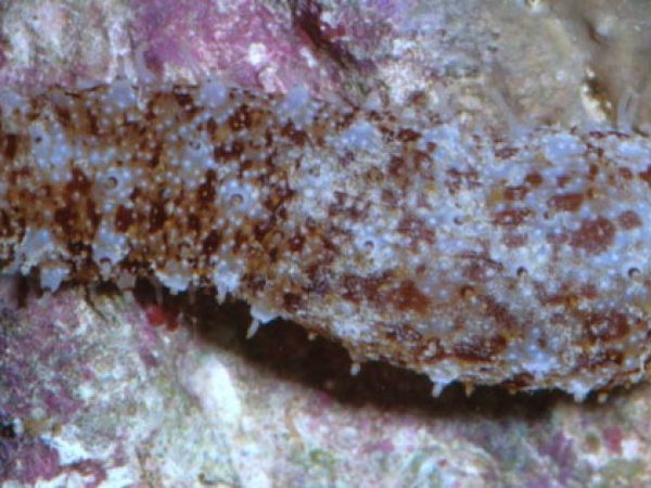 Holothuria hawaiiensis~ Guam 589-35