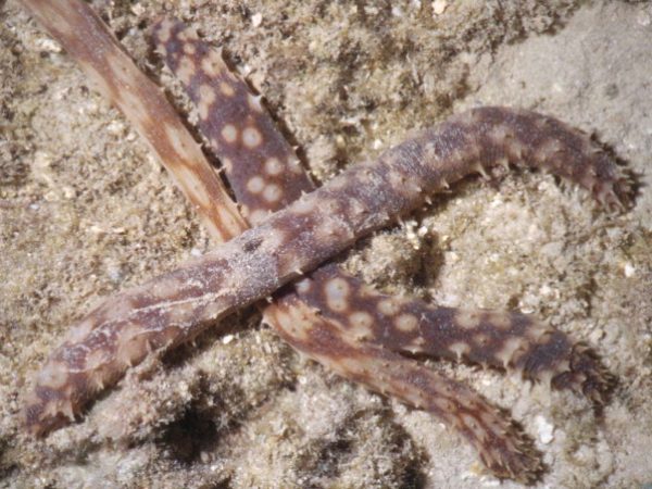 Holothuria hilla Guam 390-22