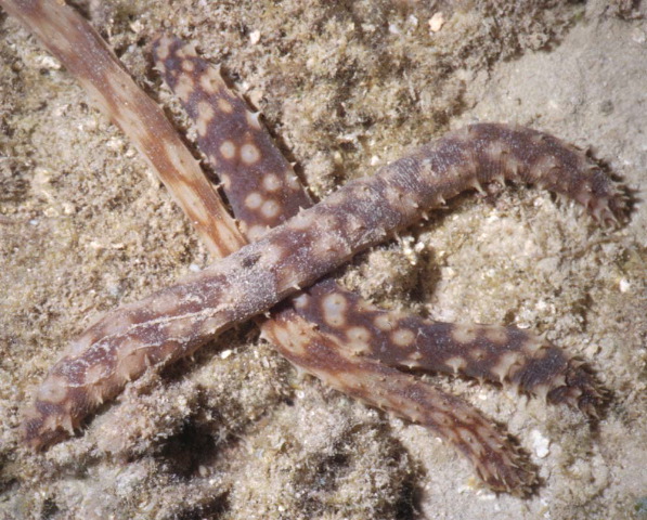 PDF) A rare specimen of bifurcated Holothuria (Halodeima) grisea  (Echinodermata: Holothuroidea) from southern Brazil