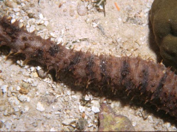 Holothuria impatiens Guam 391-32