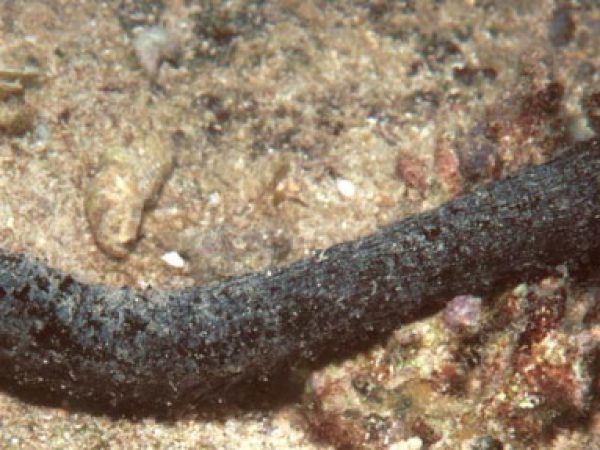 Holothuria leucospilota Guam 577-11