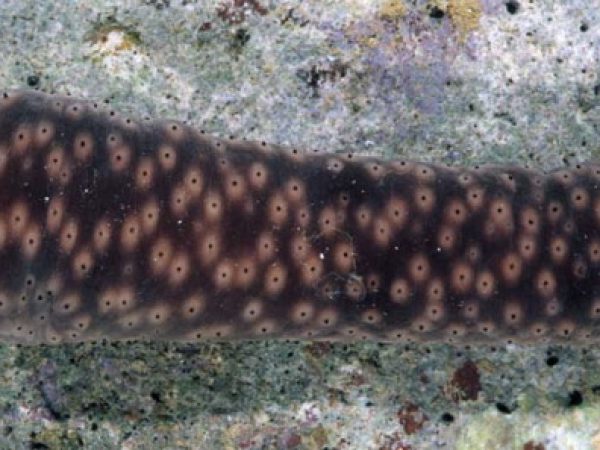 Holothuria signata Guam 823-35