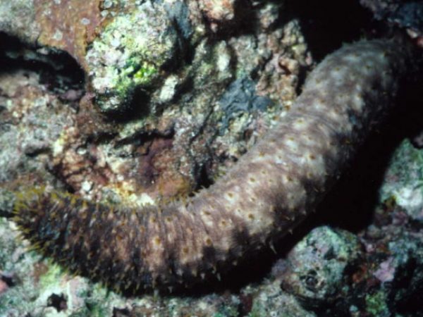 Holothuria sp. 1 UF185 Guam 381-24