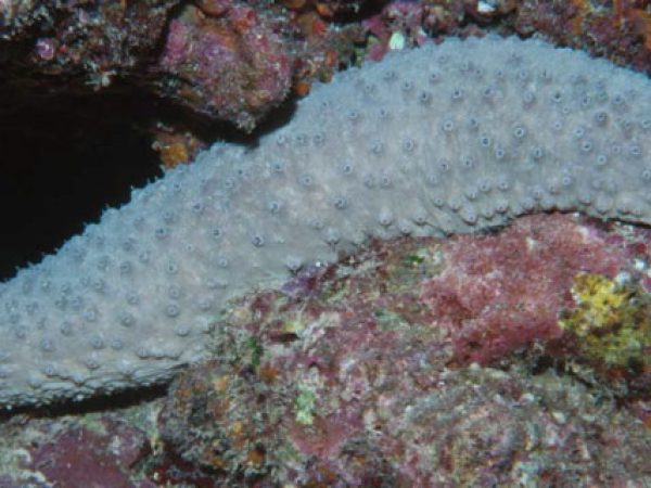 Holothuria turriscelsa Guam 648-12