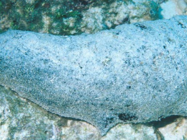 Holothuria whitmaei Guam 541-11