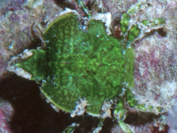 Cyclax suborbicularis Guam 463-1