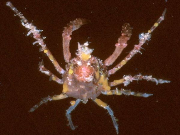 Hyastenus planasius Guam 576-10