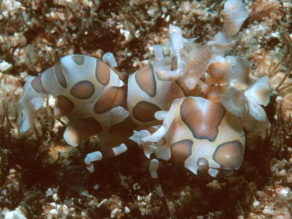 Hymenocera picta Guam 653-31