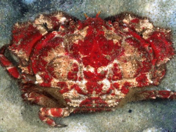 Hypocolpus abbotti Guam 828-18