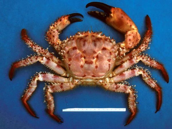 Hypothalassia armata Guam Kropp