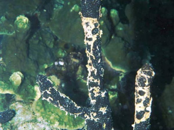 Hyrtios altum Guam 532-9_1