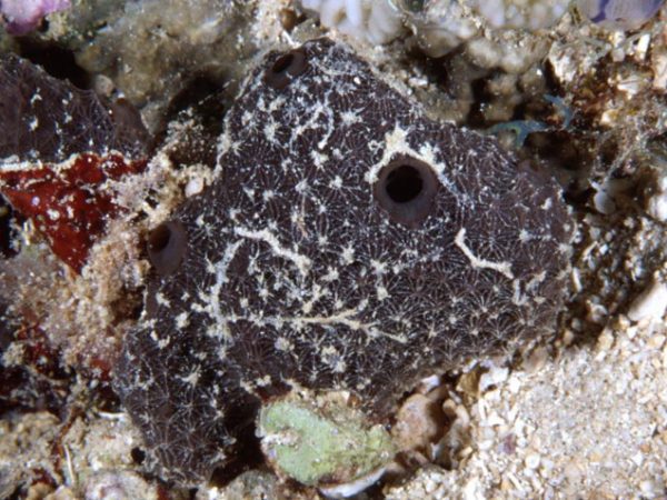 Hyrtios erecta Guam 862-29_1