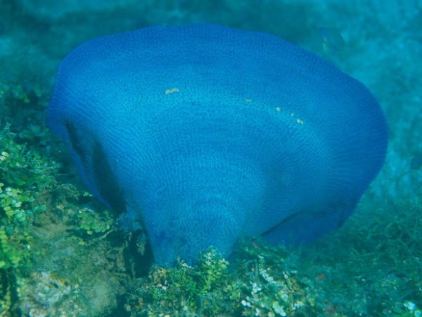 Ianthella basta Guam 530-25_1