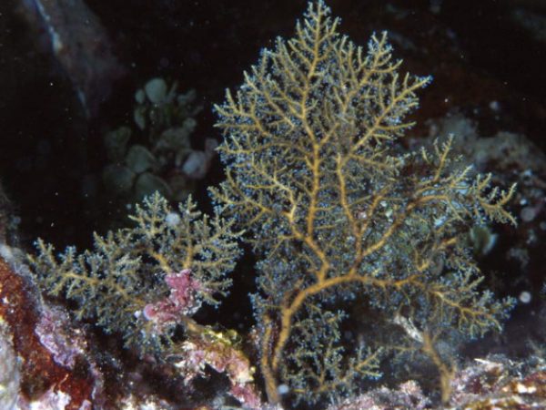 Ifalukella yanii Guam 815-23