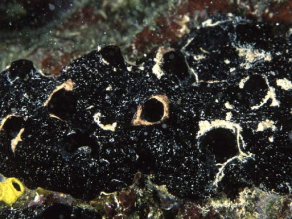 Iotrochota baculifera Guam 868-17_1