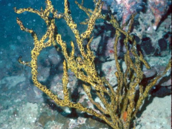 Iotrochota ditrochota Guam 288-28_1