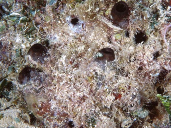 Ircinia sp. 1 Guam 862-28_1