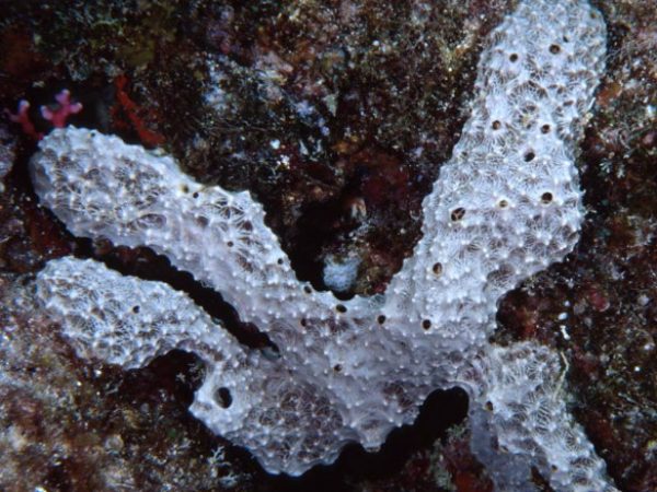 Ircinia sp. 2 Guam 838-25_1