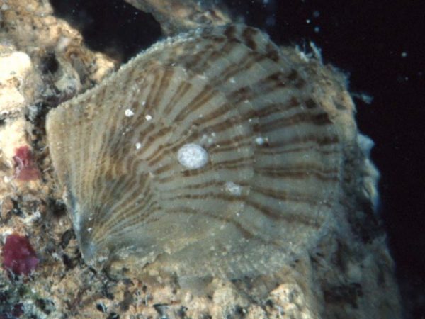 Isognomon perna Guam 785-6