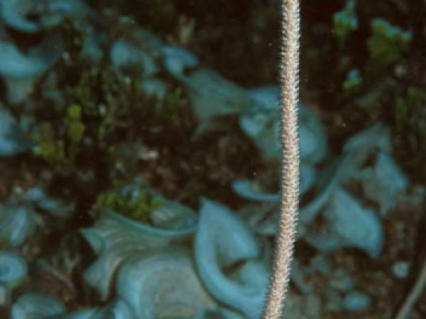 Junceella fragilis Guam 573-32