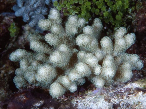 Klyxum simplex Guam 838-6