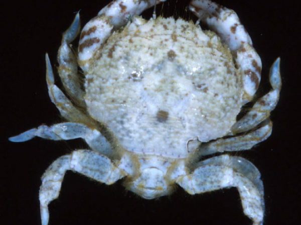 Kraussia rugulosa Guam 814-28