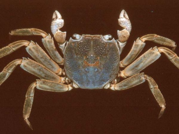 Labuanium~ rotundatum Guam 656-11