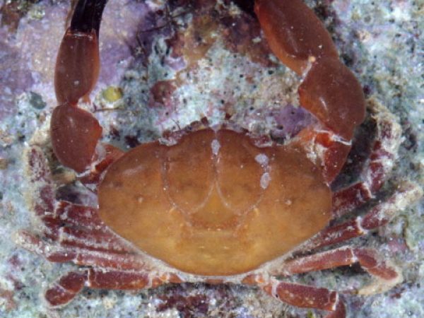 Lachnopodus subacutus Guam 751-21