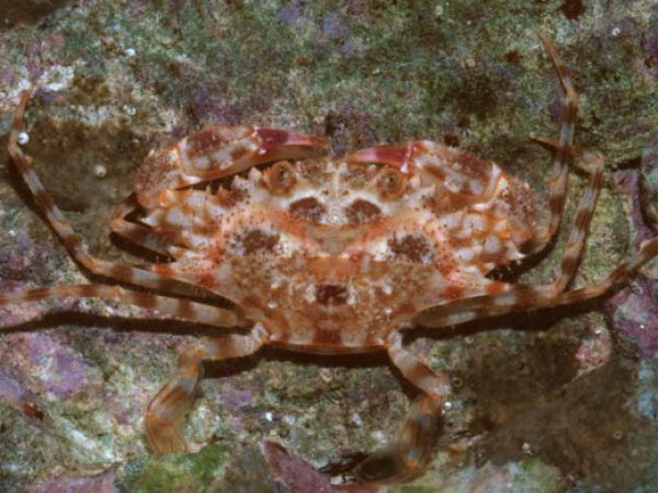 Lalaonectes nipponensis Guam 592-12