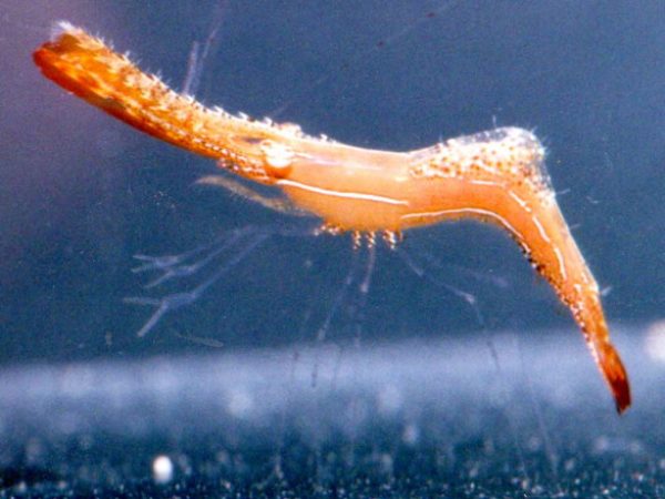 Leander plumosus T-Allen Guam 1999