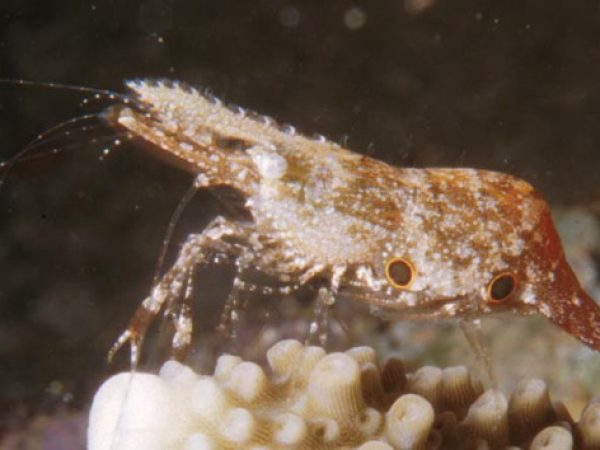 Leander tenuicornis Guam 410-11