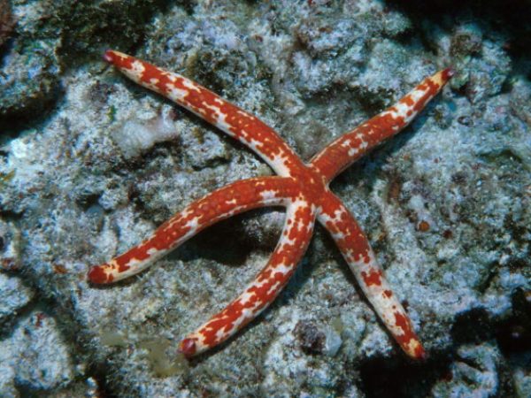 Leiaster glaber Guam 469-9