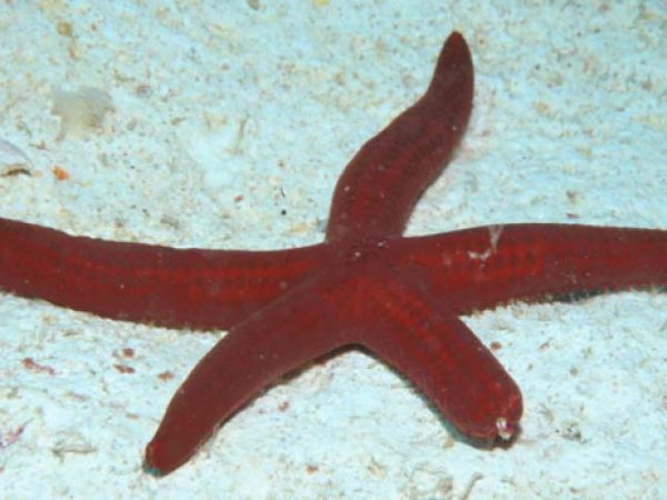 Leiaster leachii Guam 582-23