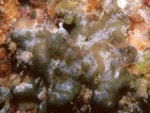 Leptoclinides sp. A Guam 740-30