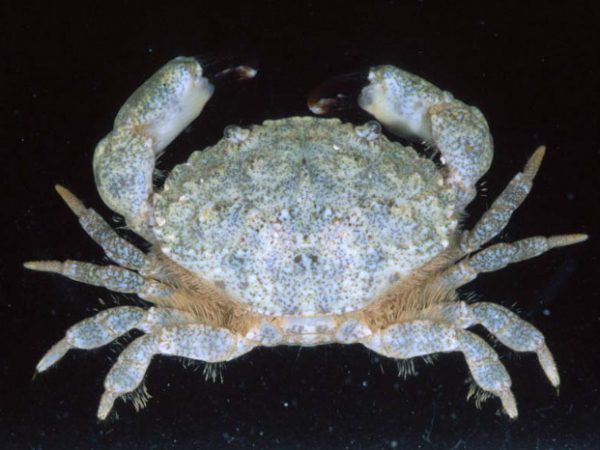 Leptodius sanguineus Guam 836-31