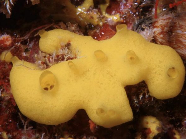 Leucetta cf. chagosensis Guam 407-11_1